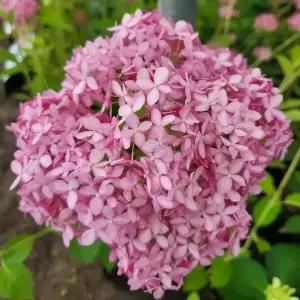 [충북농원] 핑크아나벨 유럽목수국 수국나무 묘목 - 삽목묘