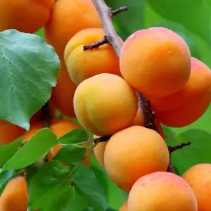 매실나무 묘목 왕홍매실묘목 접목1년 특묘