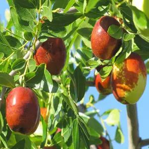 대추 묘목 왕 사과 대추나무 중묘 1주 접목묘 유실수