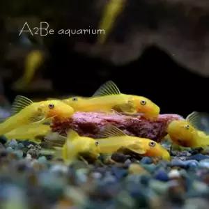 [에이투비]안시숏핀 3~4cm전후급 /1마리