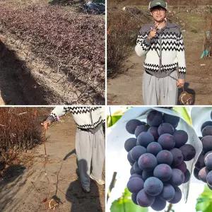 포도나무 묘목 3년생 결실주 (분묘) 캠벨 MBA머루 거봉 자옥 충랑 유실수 과실수 과일나무 과수 정원수