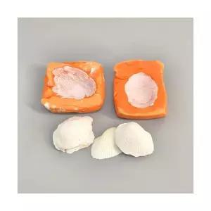 석고를 이용한 조개화석 만들기(4인세트)