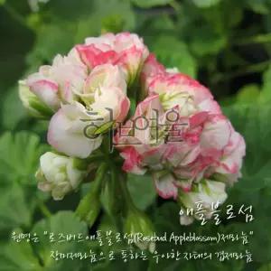 로즈버드애플블로섬 (장미제라늄) 지름 10cm 소품화분 (좋은흙만사용 건강한식물)