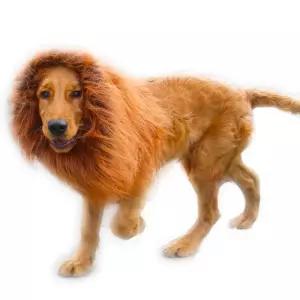 강아지 모자 가발 변신 코기 대형견 중형견 펫 캡 산책 패션