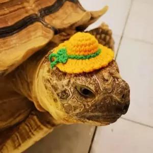 애완동물 모자 거북이 도마뱀 애완용 파충류 사료 다람쥐