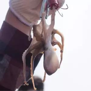 쫄깃 제철 서해 자연산 활 쭈꾸미 급냉 1kg