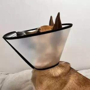 [반려] 강아지 깔대기 반투명 특대 넥카라