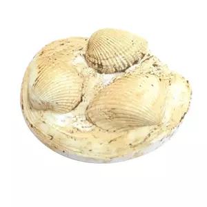 조개 화석 만들기 키트 5인 세트