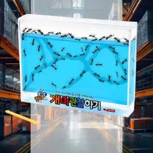 개미 관찰하기 대 블루 개미사육장 자연학습 하우스만들기 곤충기르기 곤충관찰채집 생태학습교구