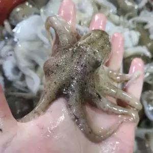 국내산 활 쭈꾸미 주꾸미 1kg