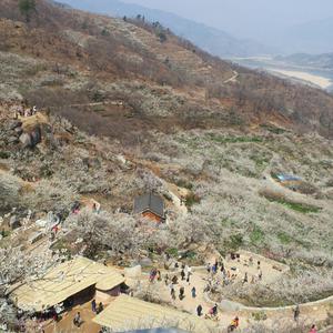 [전남] 광양매화축제와 구례 산수유마을 봄꽃여행 당일