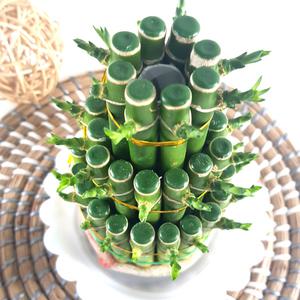 공기정화식물 수경재배식물  3단개운죽