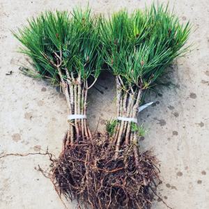 소나무 묘목(반송) 접목1년 특묘 뿌리3개