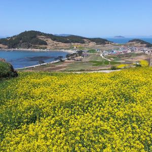 [전남] 리무진버스 - 유채꽃 만개하는 청산도로 떠나는 힐링투어 무박