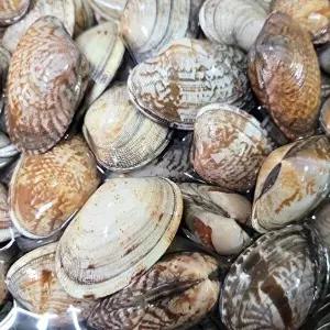 [오늘의바다] 국내산 왕바지락 3kg 내외