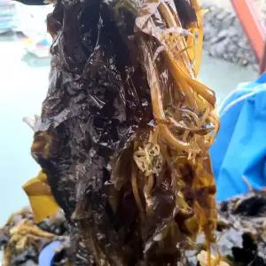 생물 국내산 싱싱 물미역 2kg