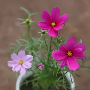 미니 꽃 화분 코스모스 화원 DIY 패키지/키우기 키트 세트 씨앗 심기 식물 원예 화초 아동 유아 유치원 어