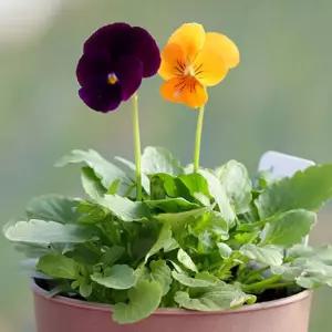 미니 꽃 화분 비올라 화원 DIY 패키지/키우기 키트 세트 씨앗 심기 식물 원예 화초 유치원 어린이집 초등