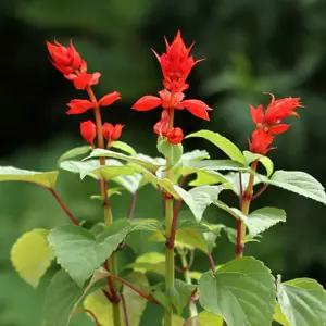 미니 꽃 화분 사루비아 화원 DIY 패키지/키우기 키트 세트 씨앗 심기 식물 원예 화초 아동 유아 유치원 어