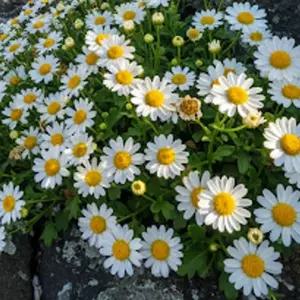 해국 화이트 3포트 노지월동 다년생 가을꽃 해안식물 정원 화단 자생식물 B05