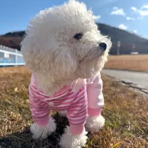 반려동물 스트라이프 오리 멜빵 올인원 티셔츠 하네스/강아지옷/강아지/봄옷/애견/의류/반려견옷/애완견옷