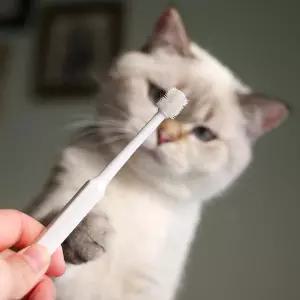 반려견 명냥이 양치 반려묘 치석제거 실리콘 고양이 입냄새 360도 애견 칫솔 강아지 PET