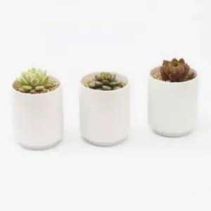 인테리어 반려 식물 다육이 세라믹 도자기 백토 화분 미니 세트 키트 키우기 쉬운 집에서