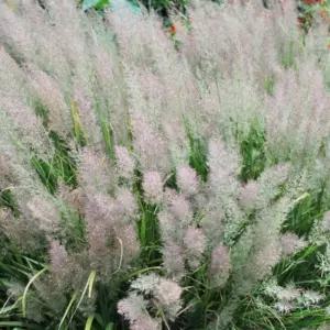 실새풀 새풀 (브라치트리차) 모종 4치포트 3개/그래스