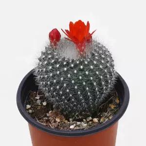 마이플랜트 설황 선인장 소형 1개 다육식물 미니다육 키우기 꽃피는 선인장 빨간색꽃