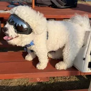 강아지 고글 선글라스 블랙