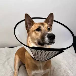 반투명 강아지 넥카라 깔대기 1호