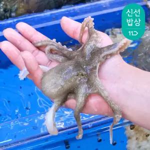 @국내산 활 주꾸미 1kg 7-12미 내외