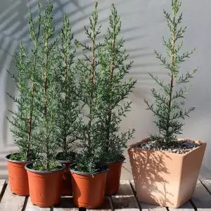 내책상위에 유럽 사이프러스토분-나의 고흐나무기르기