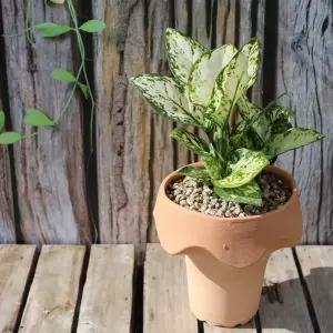 부와명예 엔젤슈퍼화이트 토분 - 부귀 행운 행복 토분