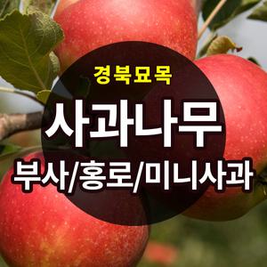[경북묘목]사과나무묘목(홍로.부사.알프스오토매.루비에스.시나노골드)