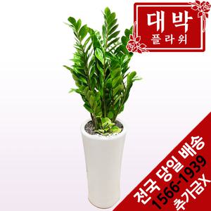 금전수(돈나무) 개업화분 집들이선물 공기정화식물