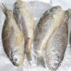 [고씨네수산]상처받은 참조기  20cm내외 8마리 [냉동]