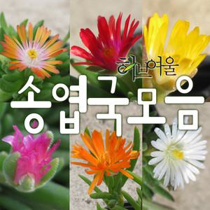 [허브여울] 송엽국모음 (노지월동 모종 미니종5개 애기종 오렌지스타 목송엽국 신월 드로산데뭄스페시오섬모종) 지름 9cm 소품 15cm중품 다육화분