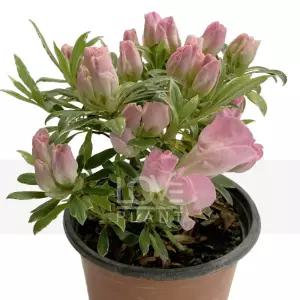 무늬은하철쭉 연핑크 아젤리아 서양 철쭉 화분 야생화 봄 꽃 나무 묘목 소품