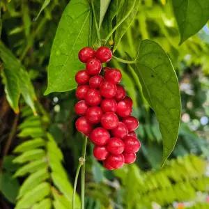 [충북농원] 오미자나무 묘목 - 실생묘