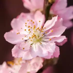 [충북농원] 옥매화 (풀또기) 매화나무 묘목 - 1년생/접목묘