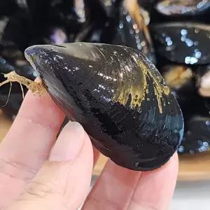 국산 다듬이 홍합 5kg