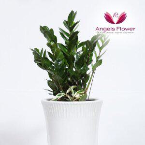 [엔젤스플라워] 금전수 중형 관엽식물 공기정화 전국 꽃배달서비스