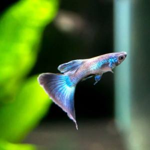 나나아쿠아 열대어 EMB 일렉트릭 모스크 블루 구피 트리오 (3마리 암2/수1)