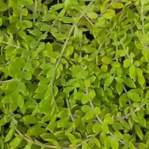 돌나물 / 포트묘 / 10주