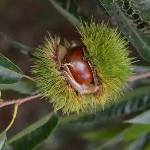 밤나무 묘목 포르단 밤 1년생 유실수