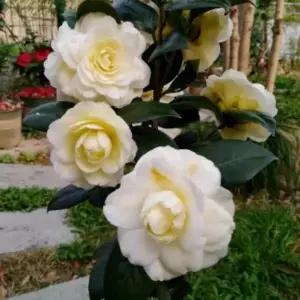 묘목 동백나무(옐로프린세스)  _ 수고 30~40cm 포트묘 [] 조경수/정원수/K0541