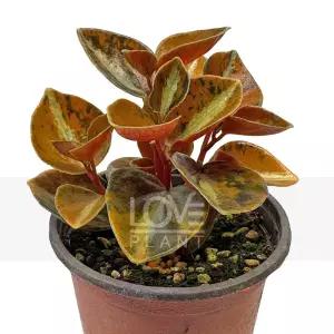 메탈리카페페 페페로미아 반음지식물 실내 공기정화 식물 인테리어 화분