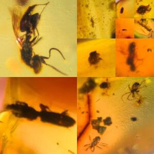 10개 한 세트 리얼 미얀마 자연 곤충 앰버 표본 화석 공룡 시대 부르마이트 광물 10.6-25