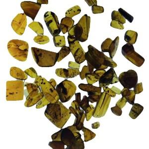 천연 버마이트 곤충 호박석 진품 미얀마 표본 교육 자료 수집 선물 실험실 용품